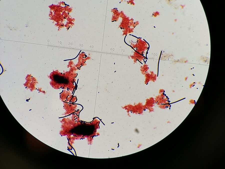 Photo "Cause of brucellosis"