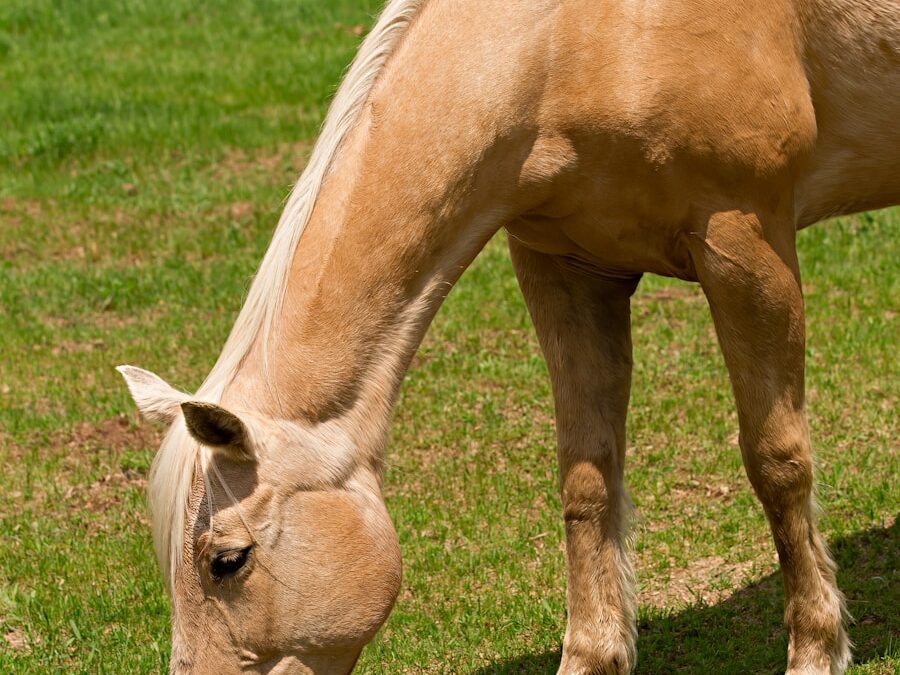 Photo Treatment of Bechterews disease