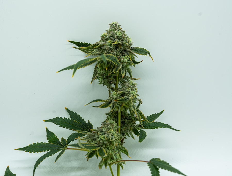 Photo BWS genetics