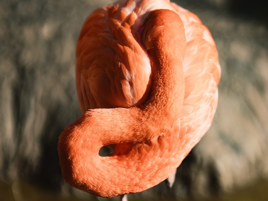 Photo "Causes of intestinal protrusion"