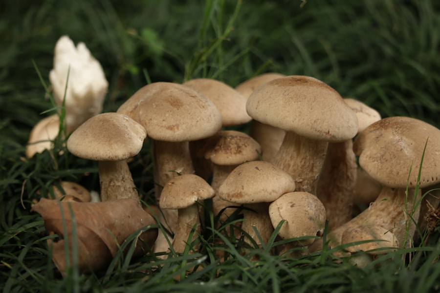 Photo "Medications for skin fungus"