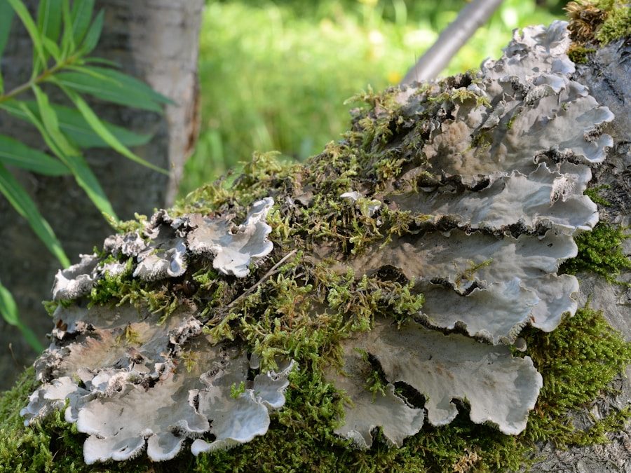 Photo "Natural treatment methods for skin fungus"