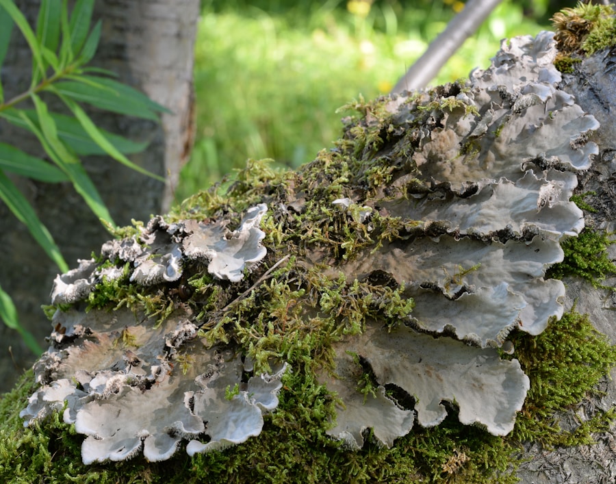 Photo "Natural treatment methods for skin fungus"