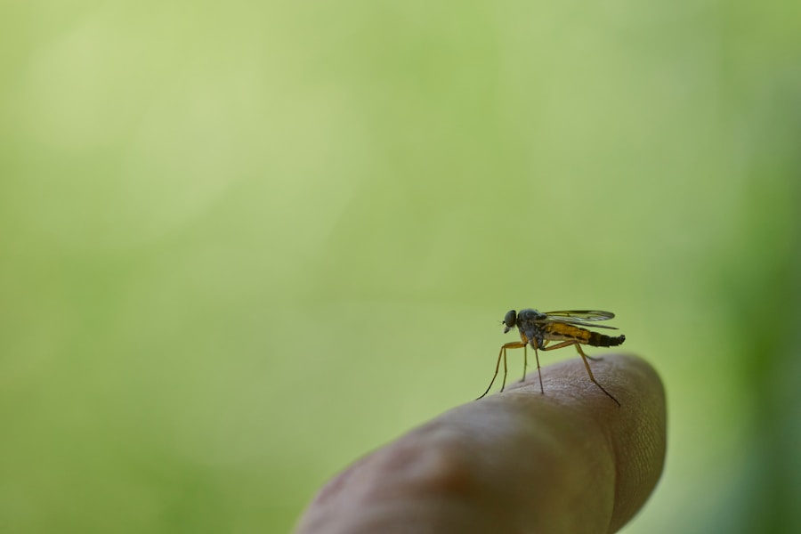 Photo Chikungunya fever vaccine