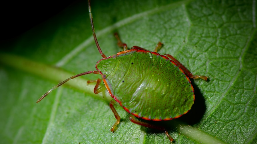 Photo Treatment of Chagas disease