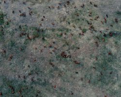 Photo "Spread of Chagas disease"