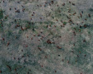 Photo "Spread of Chagas disease"