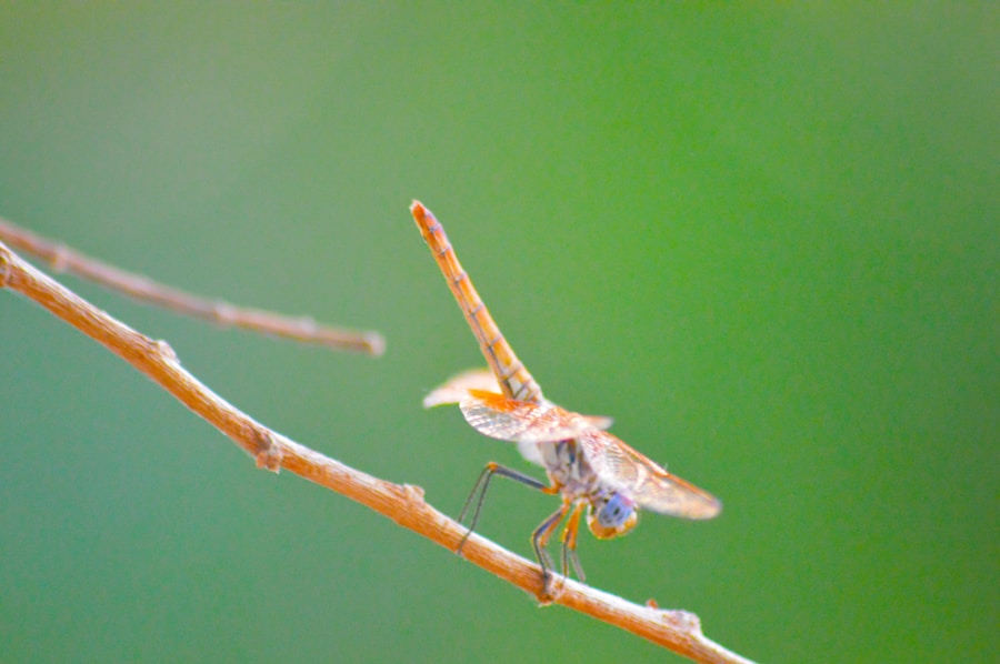 Photo "Treatment of Chikungunya fever"
