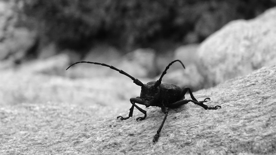 Photo Diagnosis of Chagas disease