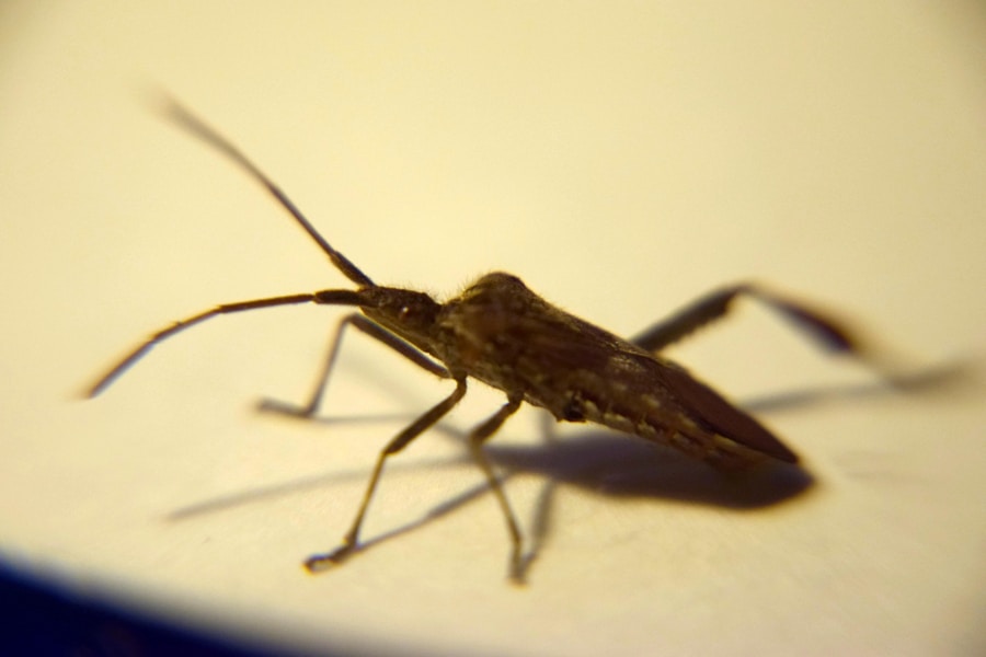 Photo Chagas disease research