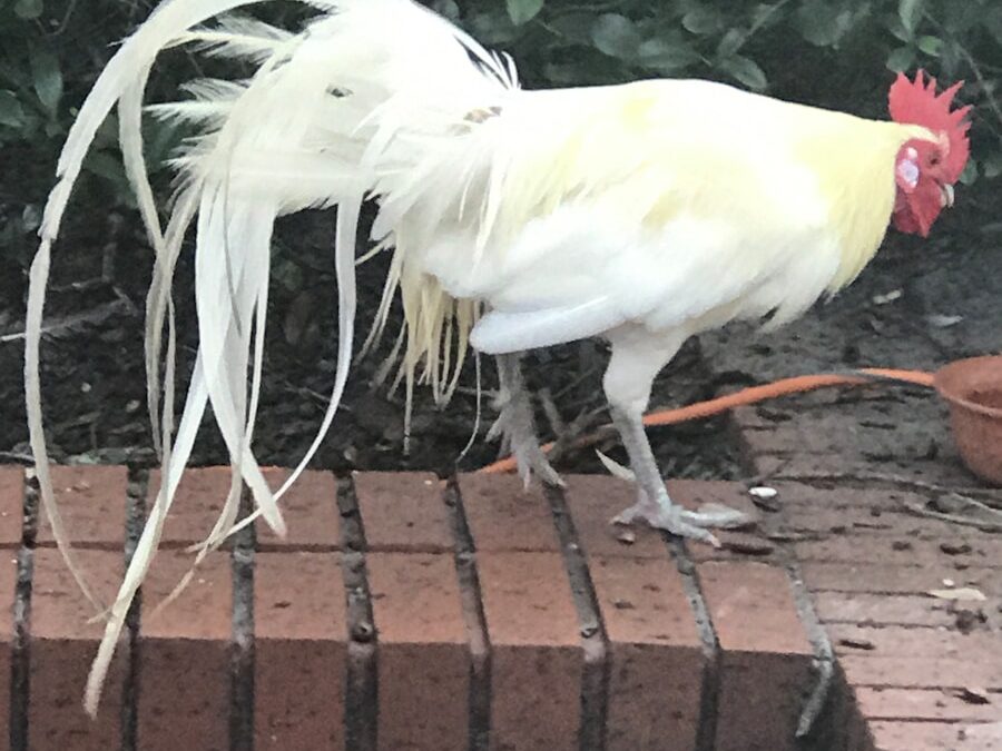 Photo Cockayne syndrome