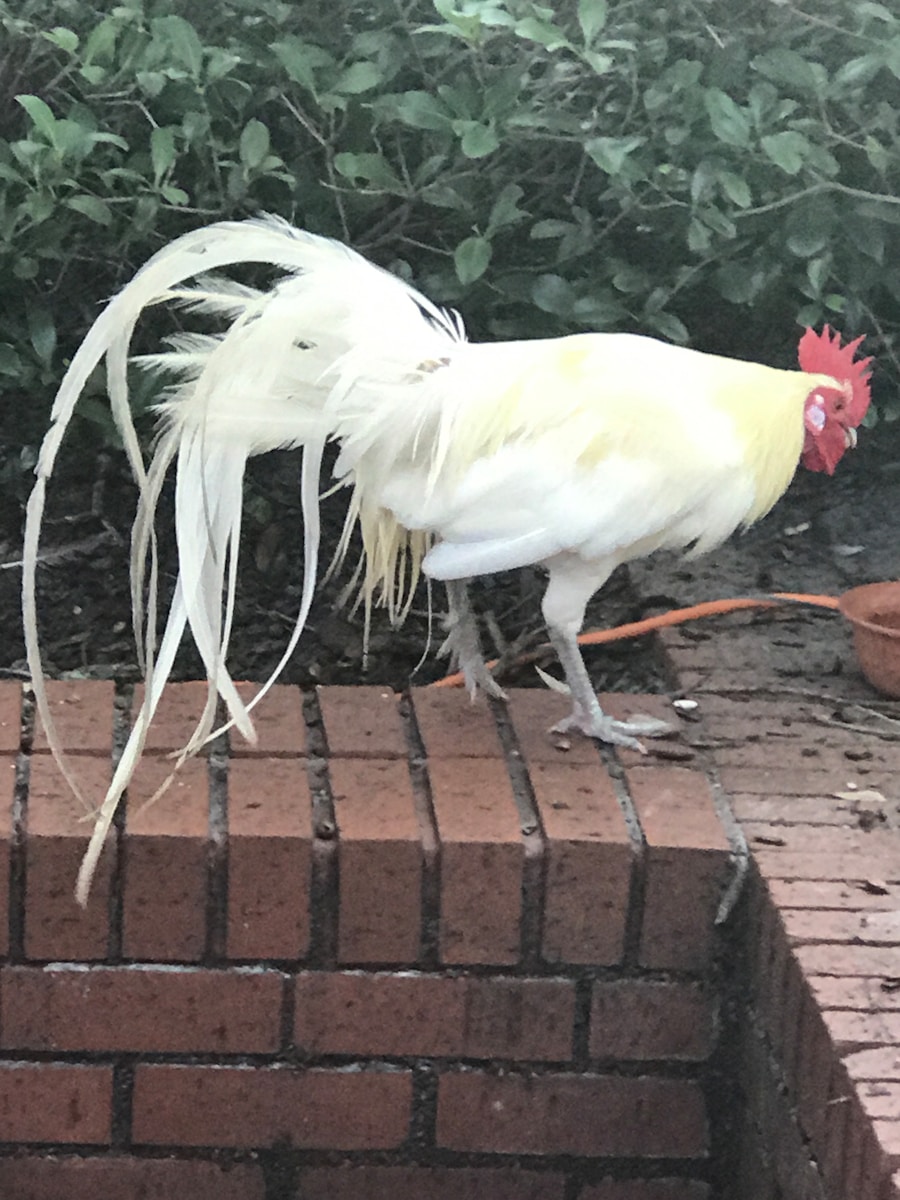 Photo Cockayne syndrome
