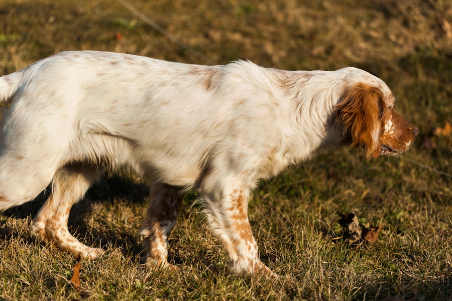 Photo Cushings disease research