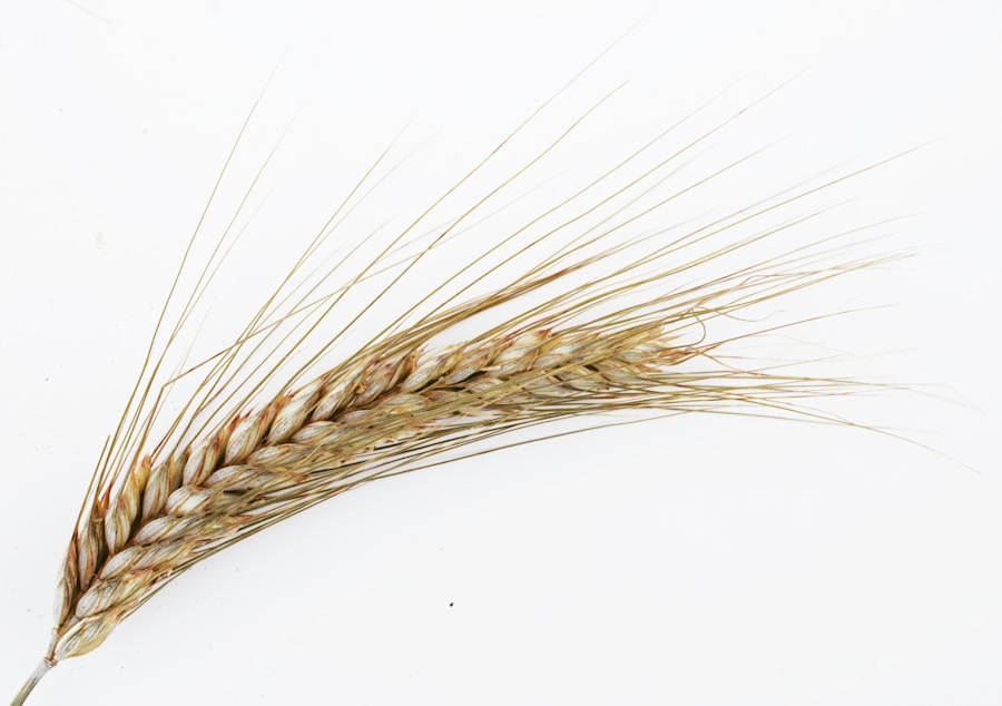 Photo Celiac disease and genetics