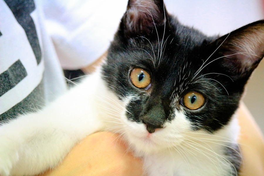 Photo "Occurrence of Cri du chat syndrome"