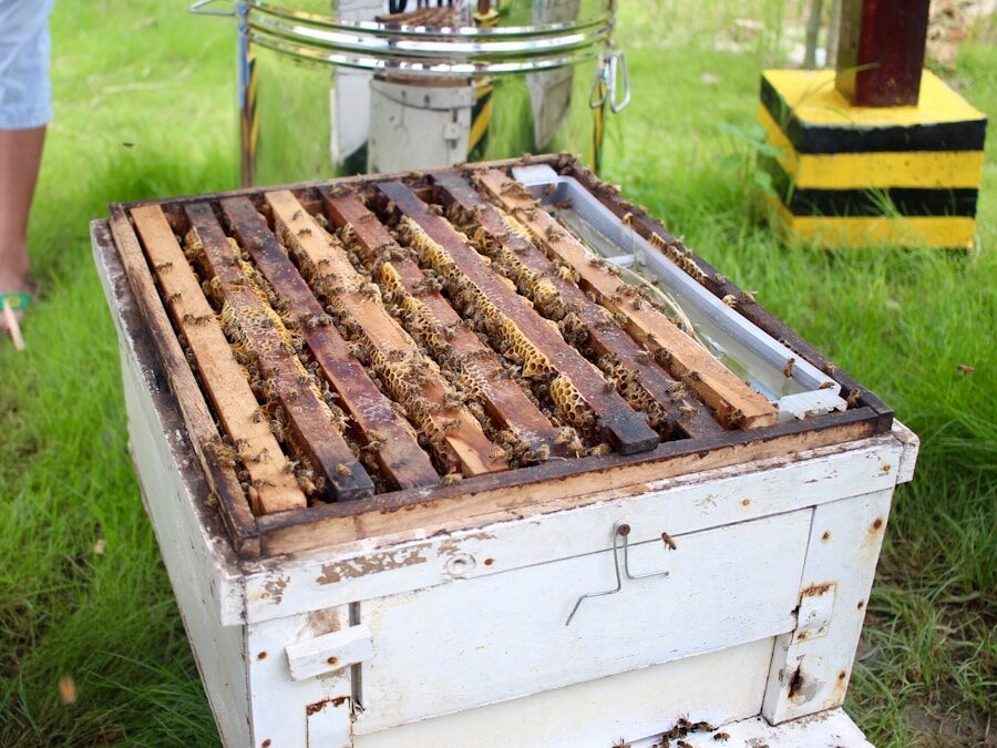 Photo "Natural treatment methods for hives"