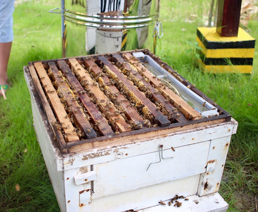 Photo "Natural treatment methods for hives"