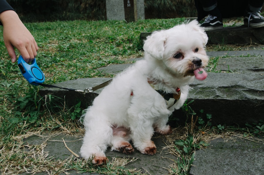 Photo Cushings disease