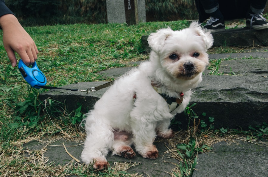 Photo Treatment of Cushings disease