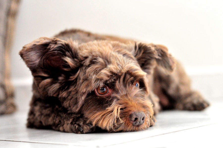 Photo Cushings disease diet