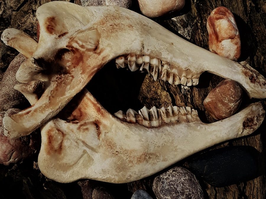 Photo "Symptoms of bone necrosis"