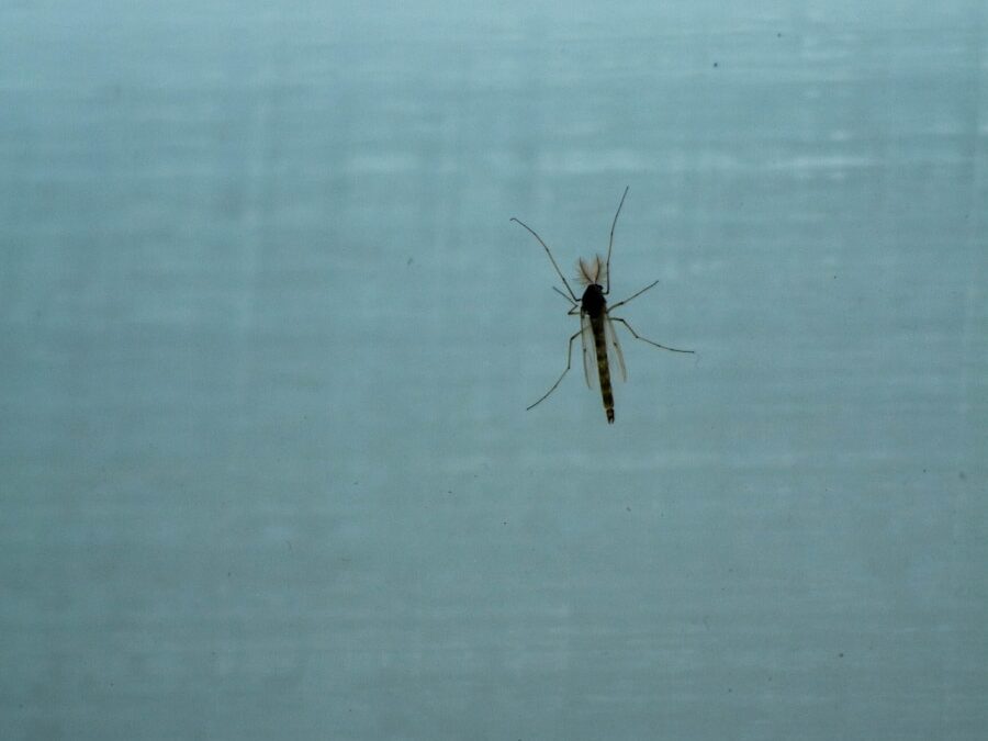 Photo Symptoms of dengue fever