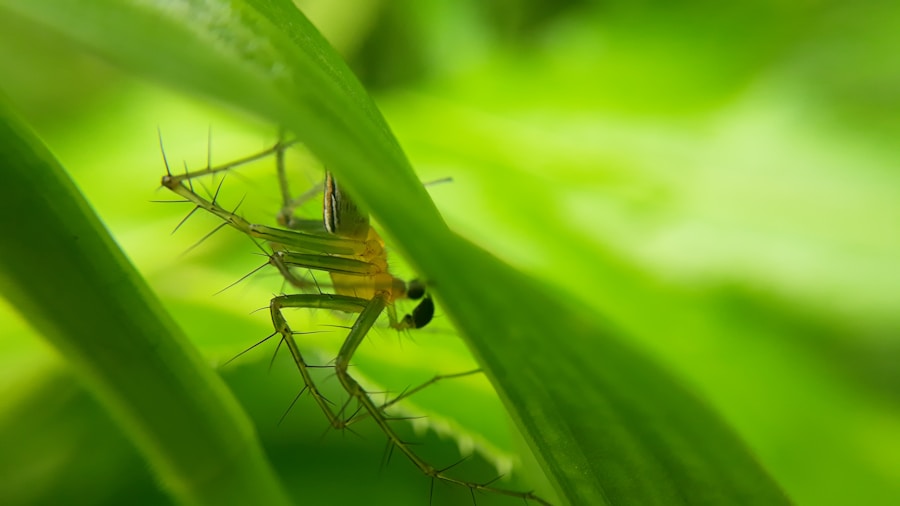 Photo Treatment of dengue fever