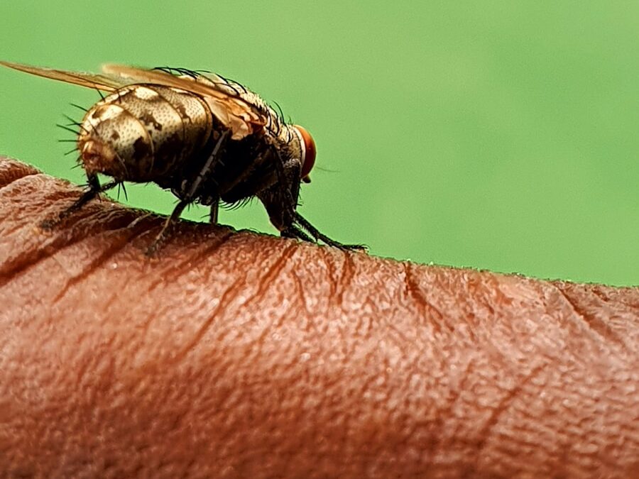 Photo "Dangers of dengue fever"