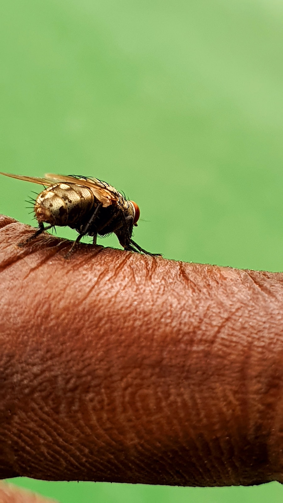 Photo "Dangers of dengue fever"