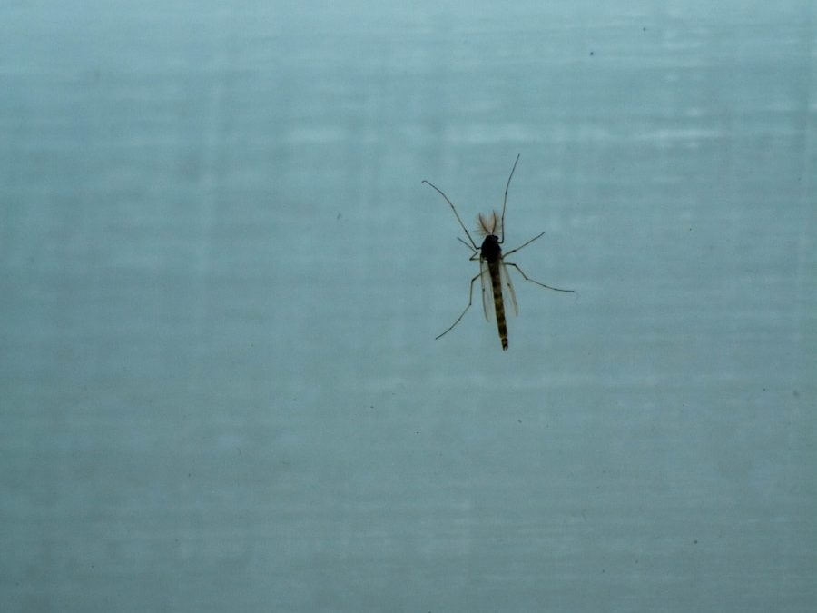 Photo "Dengue fever outbreaks"