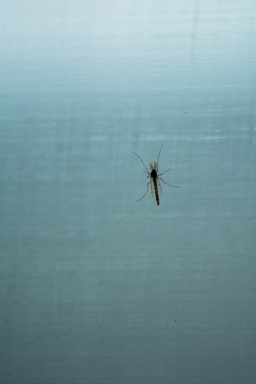 Photo "Dengue fever outbreaks"