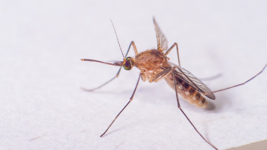 Photo Diagnosis of dengue fever