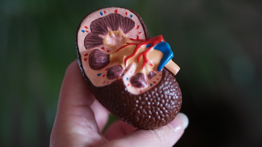 Photo Diabetes insipidus and the kidney