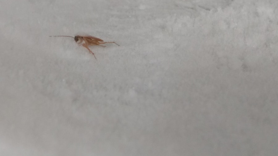 Photo "Treatment of head lice infestation"