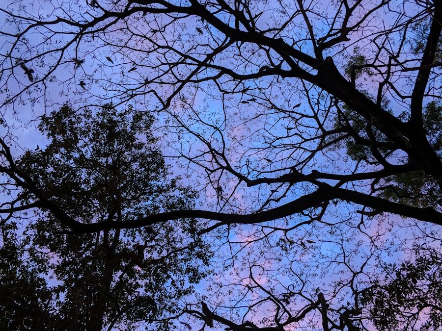 Photo signs of dusk