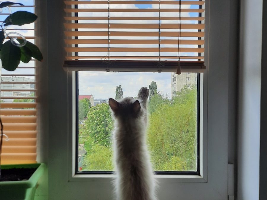 Photo He is searching