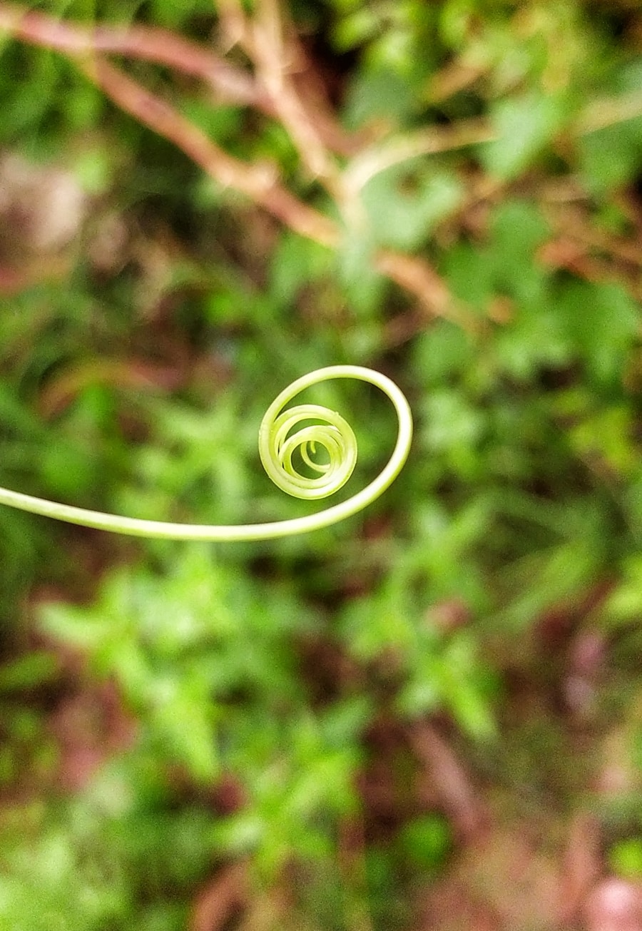 Photo Spiral contraceptive