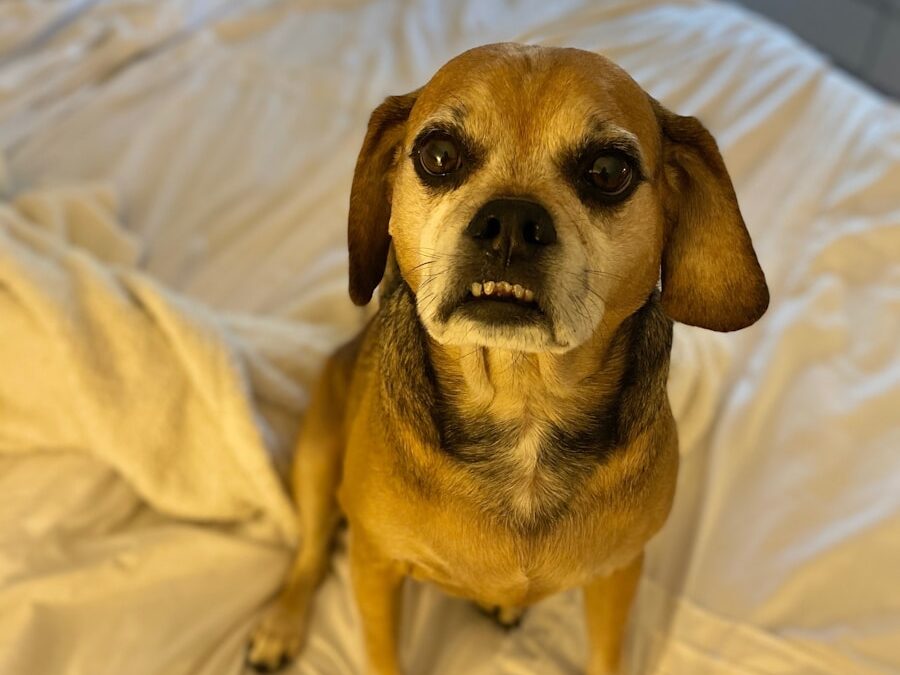 Photo tooth scaling hurts