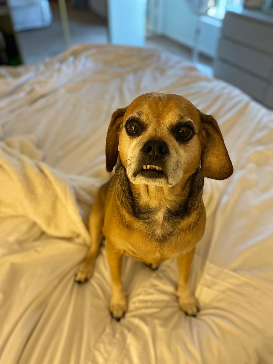 Photo tooth scaling hurts