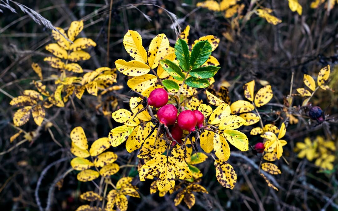 Photo Herbal remedies