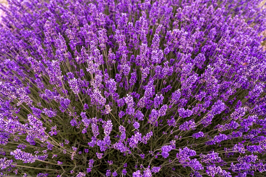 Az agydaganatok kezelése rendkívül összetett feladat, amely számos orvosi és tudományos megközelítést igényel. A természetes gyógyítás iránti érdeklődés az utóbbi évtizedekben folyamatosan növekszik, mivel sokan keresnek alternatív módszereket a hagyományos orvosi kezelések kiegészítésére. A természetes megközelítések célja, hogy támogassák a szervezet öngyógyító folyamatait, csökkentsék a mellékhatásokat, és javítsák a betegek életminőségét.