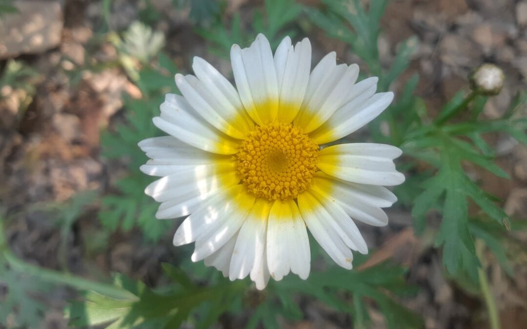 Csontrák gyógyítása természetesen – hatékony módszerek és tanácsok