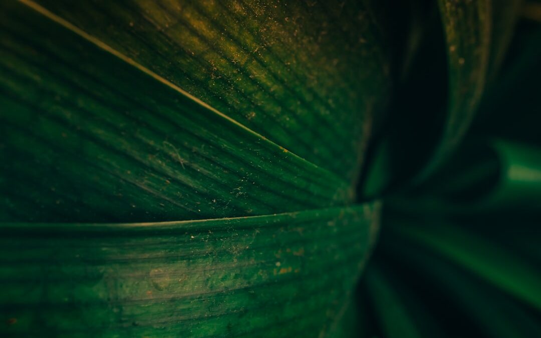 Photo Soothing balm