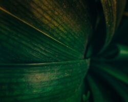 Photo Soothing balm