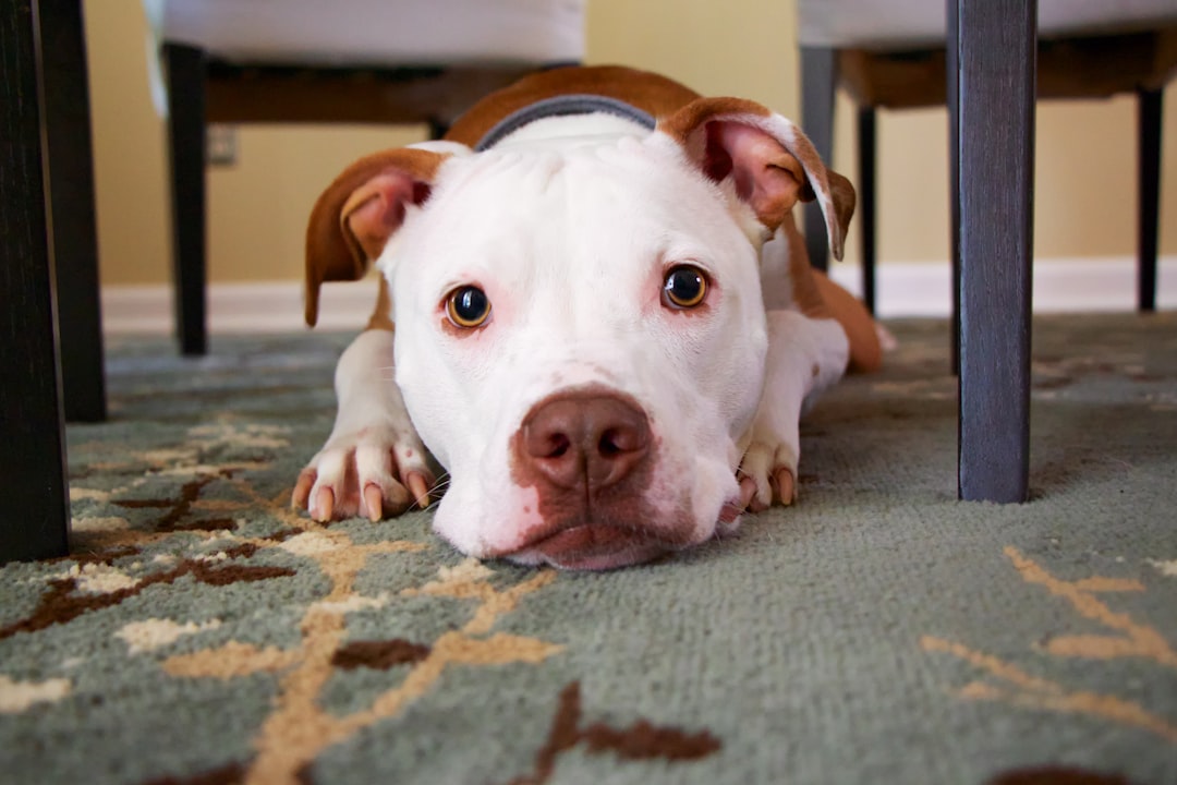 Photo Vomiting dog