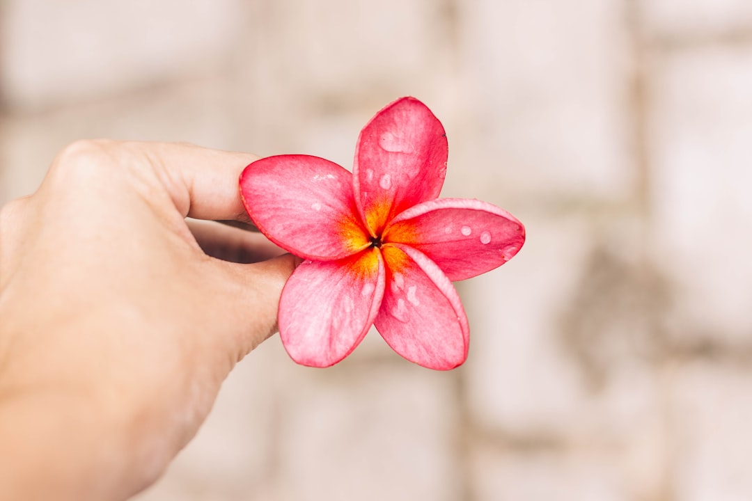 Photo Pink flower