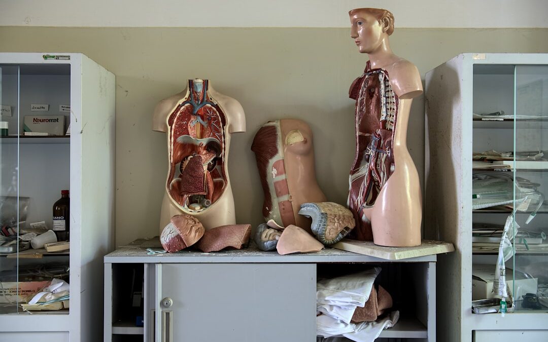 Photo Liver diagram