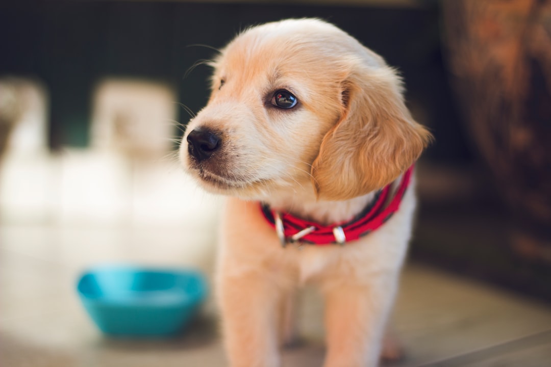 Photo Pet sunscreen