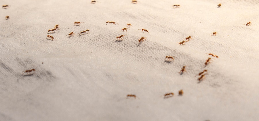 Photo Treatment of bedbugs at home