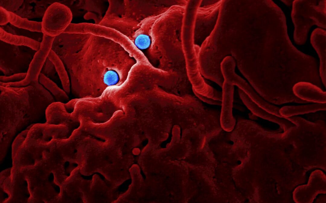 Photo Medical illustration